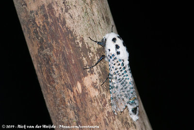 Leopard Moth  (Gestippelde Houtvlinder)