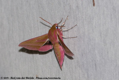 Elephant Hawk MothDeilephila elpenor elpenor