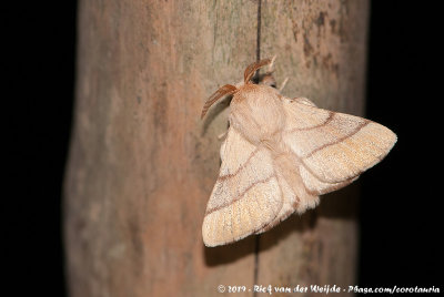 Lackey Moth  (Ringelrups)
