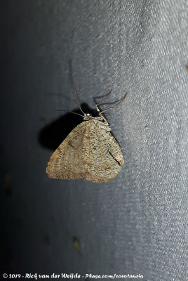 Dusky PeacockMacaria signaria