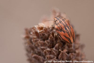 (Shield Bug)Odontotarsus purpureolineatus