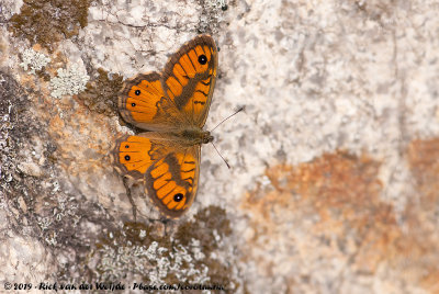 Corsican Wall BrownLasiommata paramegaera