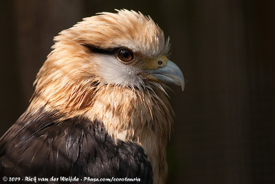 Yellow-Headed Caracara  (Geelkopcaracara)