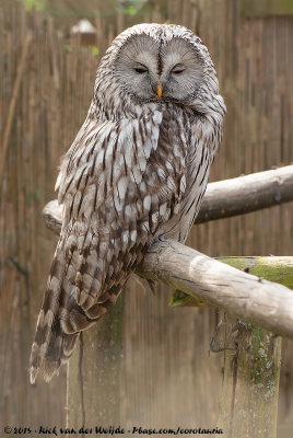 Ural Owl  (Oeraluil)
