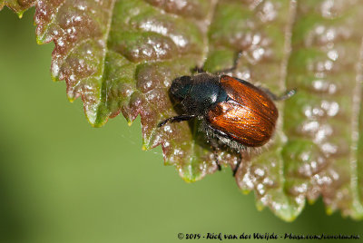 Garden Foliage BeetlePhyllopertha horticola