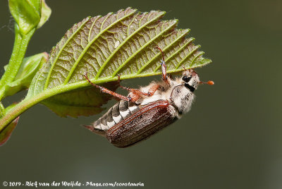 CockchaferMelolontha melolontha