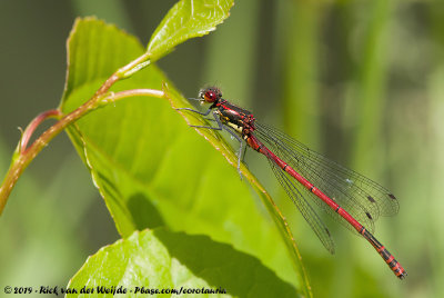 Large Red Damselfly (Vuurjuffer)