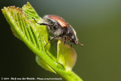 Garden Foliage Beetle  (Rozenkever)