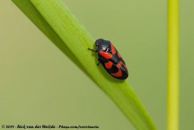 Red-And-Black FroghopperCercopis vulnerata