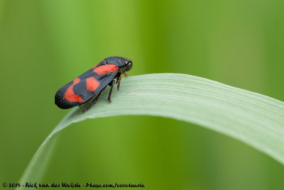 Red-And-Black FroghopperCercopis vulnerata