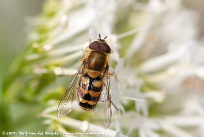 Unidentified HoverflyBetasyrphus spec.