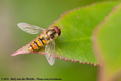 Marmalade Hoverfly  (Snorzweefvlieg)