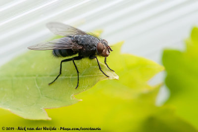 Blow Fly spec.Calliphota spec.