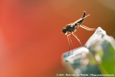 Little SnipeflyChrysopilus asiliformis