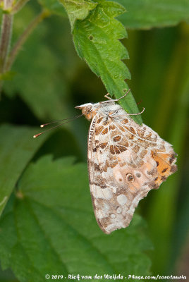 Painted LadyVanessa cardui