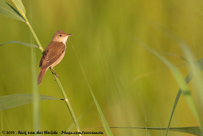 Eurasian Reed WarblerAcrocephalus scirpaceus scirpaceus