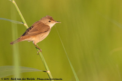 Eurasian Reed WarblerAcrocephalus scirpaceus scirpaceus