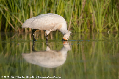 Eurasian SpoonbillPlatalea leucorodia leucorodia