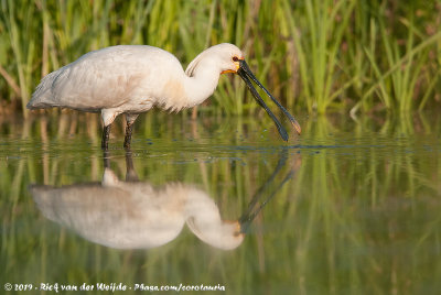 Eurasian SpoonbillPlatalea leucorodia leucorodia