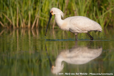 Eurasian SpoonbillPlatalea leucorodia leucorodia