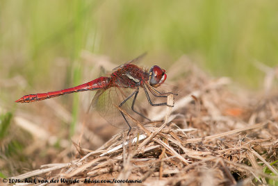 Red-Veined Darter<br><i>Sympetrum fonscolombii</i>