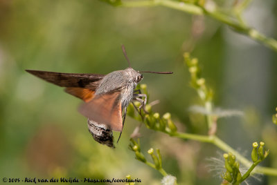 Hummingbird Hawk MothMacroglossum stellatarum