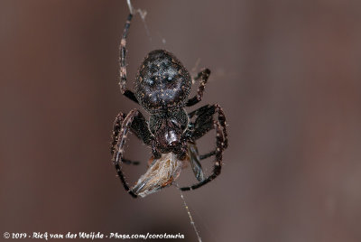 Walnut Orbweaver  (Platte Wielwebspin)