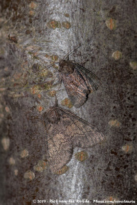 Tawny Marbled Minor  (Donker Halmuiltje)