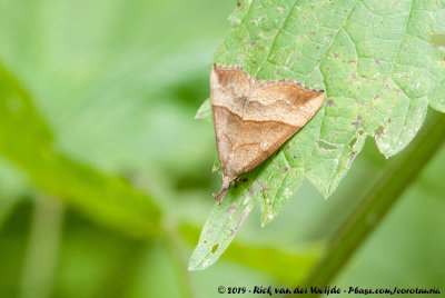 SnoutHypena proboscidalis