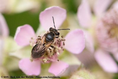 Short-Fringed Mining Bee  (Wimperflankzandbij)