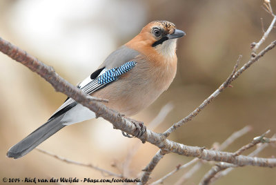 Eurasian JayGarrulus glandarius brandtii