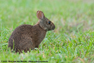 Marsh RabbitSylvilagus palustris paludicola