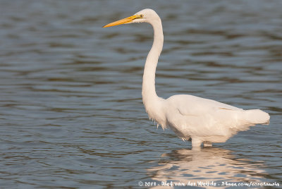 Great EgretArdea alba egretta