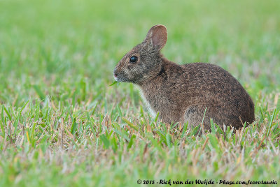 Marsh RabbitSylvilagus palustris paludicola