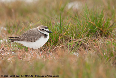 Wilson's Plover  (Dikbekplevier)