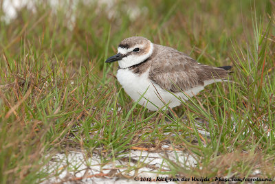 Wilson's PloverAnarhynchus wilsonia wilsonia