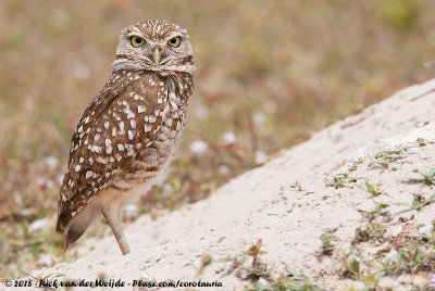 Burrowing Owl  (Holenuil)