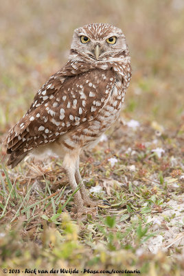 Burrowing Owl<br><i>Athene cunicularia floridana</i>
