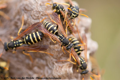 (Paper Wasp)Polistes foederatus