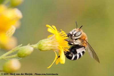 White-Banded Digger Bee  (Amegilla quadrifasciata)