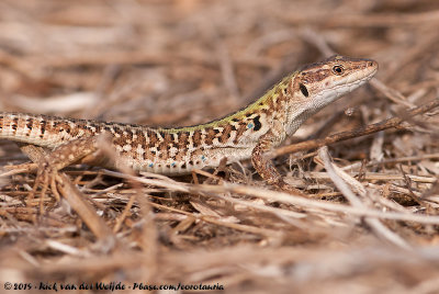 Italian Wall Lizard<br><i>Podarcis siculus campestris</i>