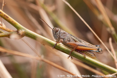 Lamenting GrasshopperEyprepocnemis plorans plorans