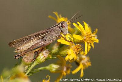 Lamenting GrasshopperEyprepocnemis plorans plorans