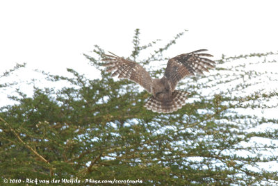 Verreaux's Eagle-OwlBubo lacteus