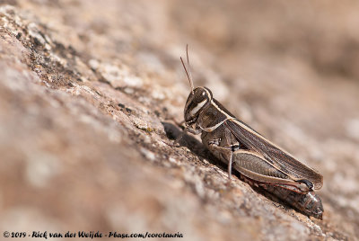 Eurasian Pincer GrasshopperCalliptamus barbarus barbarus