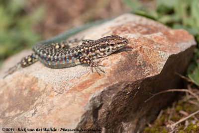 Tyrrhenian Wall Lizard  (Tyrrheense Muurhagedis)