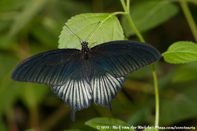 Sulawesi Blue Mormon  (Papilio ascalaphus)