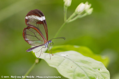 Glasswing Butterfly  (Glasvleugelvlinder)
