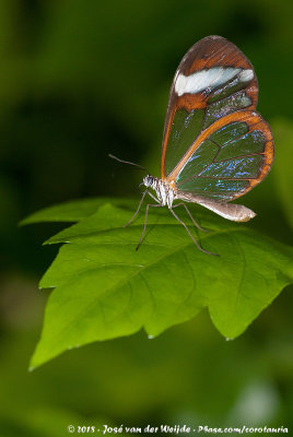 Glasswing Butterfly<br><i>Greta oto</i>