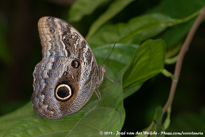 NL: Havelte - Vlinderparadijs Papiliorama